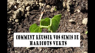 Comment réussir votre SEMIS de HARICOTS VERTS NAINS au potager [upl. by Enyedy753]