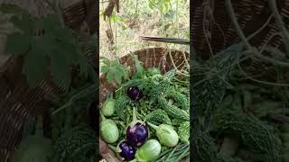 Bitter gourd and sponge ground Harvesting gardening shorts [upl. by Vyse]