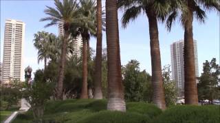 Washingtonia filifera California Fan Palm [upl. by Neenej456]