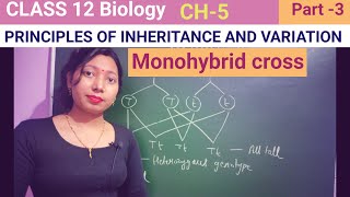 Monohybrid cross Class 12 biology CH 5NCERTNEETbiology neet [upl. by Lovell]