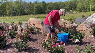 Remember Me Rose Garden honors spirit of the Flight 93 heroes [upl. by Livvyy]