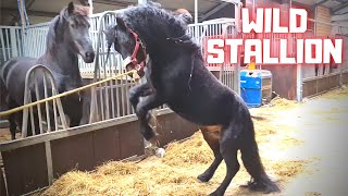 Johnny the wild stallion Friesian horses [upl. by Brick]