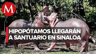 Hipopótamos del narcotraficante Pablo Escobar llegarán a santuario en Sinaloa [upl. by Najram]