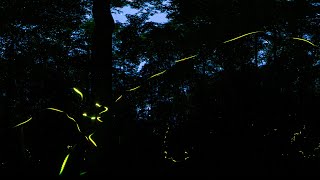 Great Smoky Mountains Synchronous Fireflies in VR [upl. by Draw]