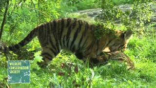 Bronx Zoo Tiger Cubs Pounce and Play [upl. by Submuloc587]