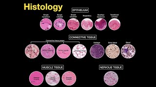 Introduction to Histology [upl. by Dorothy]