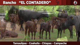 Ganado el Contadero Brangus Negro [upl. by Yajiv514]