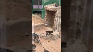 Riyadh zoo green monkey 🐒 [upl. by Bethanne]