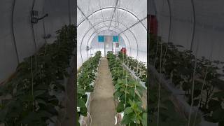 Bell Peppers are finally growing Hydroponic Greenhouse Update farming growpeppers smallbusiness [upl. by Evol]