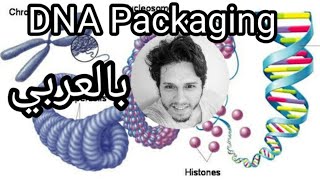 DNA packaging  histones chromatin chromosomes  شرح بالعربي [upl. by Buford]