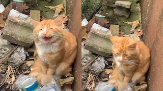 Rescued Cat Finds Dream Home After Meowing from Trashfilled Lot [upl. by Dante]