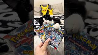 chat vs booster pokémon pokemon ouverture collectiblecards ouverturepokemon [upl. by Rimat]