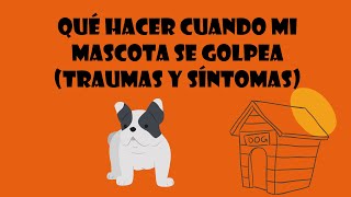 Qué Hacer Cuando Mi Mascota se Golpea Traumas y Síntomas  Whiskersvet [upl. by Ancelin757]