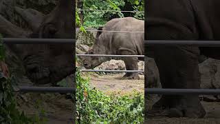 Bronx Zoo Two Hornes Rhinoceros [upl. by Lindeberg]