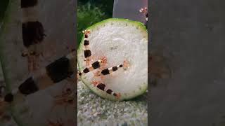 🥒feeding antidote of bacteria to these shrimp🔥🔥🔥 shrimp youtubeshorts shortvideos [upl. by Blasien100]