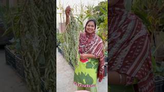 How to Store Curry Leaves Karri Patta for Lasting Full of Flavor curryleaves organicfarming [upl. by Alroi]