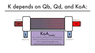 Hemodialysis Kinetics 101 06 What is KtV [upl. by Earesed]