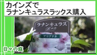 【ガーデニング】カインズで花苗を購入｜カインズでラナンキュラスラックスが売っていました｜寄せ植えと地植え｜＃ガーデニング ＃ラナンキュラスラックス ＃カインズ [upl. by Correna]