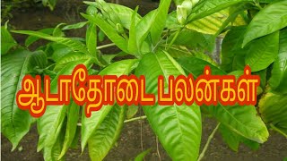 ஆடாதோடை இலையின் மருத்துவ பயன்கள்  medicine uses of Aaduthoda leaves  Justicia adhatoda [upl. by Diego812]