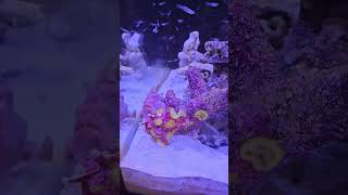 Feeding the Frogfish 2 saltwateraquarium saltwaterfishtank frogfish aquariumfish aquarium fish [upl. by Eisnil835]