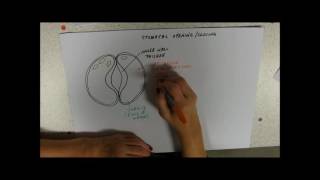 Stomatal Opening and Closure [upl. by Adeys]