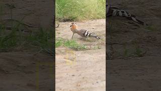 Hoopoe bird  HUD HUD bird hudhud هدهد hoopoe [upl. by Graf]