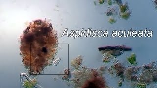 Aspidisca aculeata [upl. by Rolan]