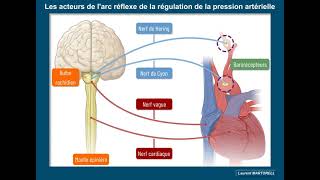 Quels sont les acteurs dune boucle de régulation de la pression artérielle [upl. by Juliet93]