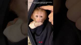 A family rescued an abandoned baby monkey and then monkey loveanimals shorts [upl. by Prouty]