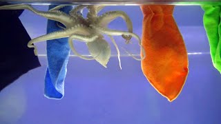 Common Octopus Reacts to Different Colors [upl. by Entsirhc884]