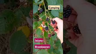 Jeżyny Brombeeren camping garden shorts [upl. by Gelb]