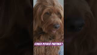 Why Goldendoodles Make the Best Pets Dog goldendoodle pets bestdogs dogsrule [upl. by Mullen]