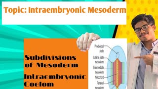 Intraembryonic Mesoderm Subdivisions of Intraembryonic Mesoderm Intraembryonic Coelom [upl. by Baelbeer]