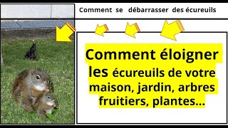 Comment éloigner les écureuils de votre maison [upl. by Ace]