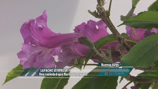 Lapacho Sorpresa una variedad que florece temprano [upl. by Carrol978]