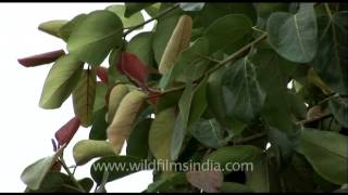 Banyan tree  The national tree of the Republic of India [upl. by Nybbor]