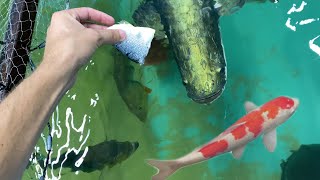 Jaws Vs New Pet Bass who will win [upl. by Yedoc]