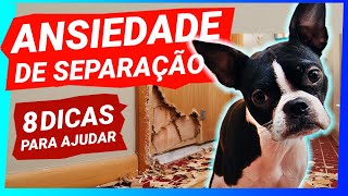 CACHORRO COM ANSIEDADE DE SEPARAÇÃO SAIBA COMO DIMINUIR COM ESSAS 8 DIAS [upl. by Melnick]