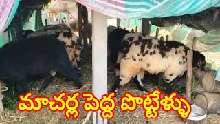 Macherla sheep Rams Bakra 8341876362 పెద్ద పొట్టేళ్ళు [upl. by Engen618]