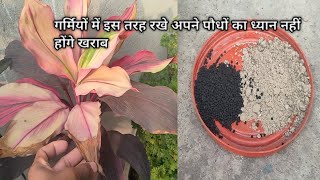 तपती गर्मी में पौधों की देखभाल के असान टिप्स  Plants best Organic fertilizer Gardening care [upl. by Askari]