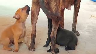 🐕🐕Cute puppies 5 Weeks Old try breastfeeding🥰🥰 puppy puppies puppyplaying doglover dog dogs [upl. by Cogen]