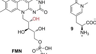 Flavin MononucleotideVery Easy Concept  Important Of MScNotes [upl. by Maleeny]