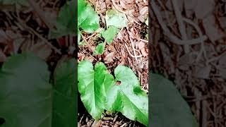 Northern Burdock in the nymphaeum aegeria [upl. by Conrade]