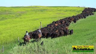 Kids Ride Horseback on 2 Mile Cattle Drive  Dagley Ranch Life Episode 5 [upl. by Nosdivad735]