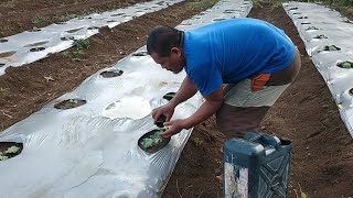 How to apply ureacomplete fertilizer using drenching for summer time step by step [upl. by Niwrud]