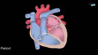 Fisiopatología del aparato cardiocirculatorio [upl. by Annola913]