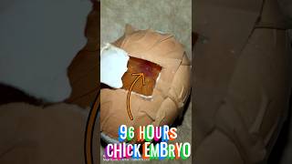 96 Hours of Chick Embryo experiment biology developmentbiology chickdevelopment lifescience [upl. by Demaria]