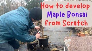 How to develop Maple Bonsai from scratch [upl. by Duster926]