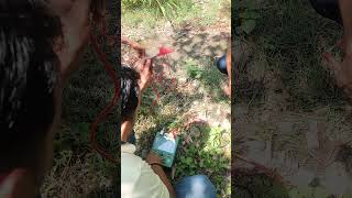 megger test of 33kv line using hand driven megger megger Test shortvideos [upl. by Valene]