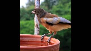 Rufous treepie coloredcrow birds largebirds rufous rufoustreepie [upl. by Maddis702]